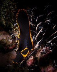 JUVENILE BAT FISH by Ton Ghela 